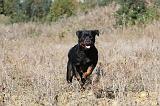 ROTTWEILER 176